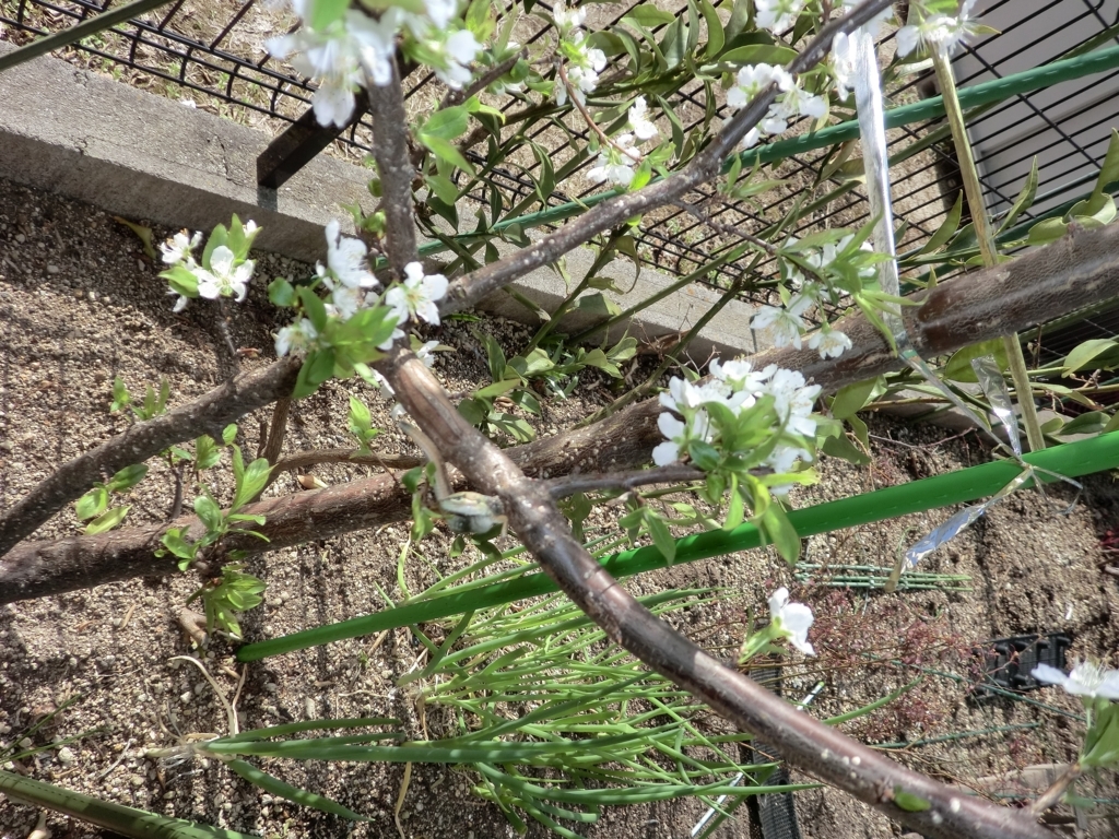 f:id:grk1:20180330115334j:plain f:id:grk1:20180330115334j:plain