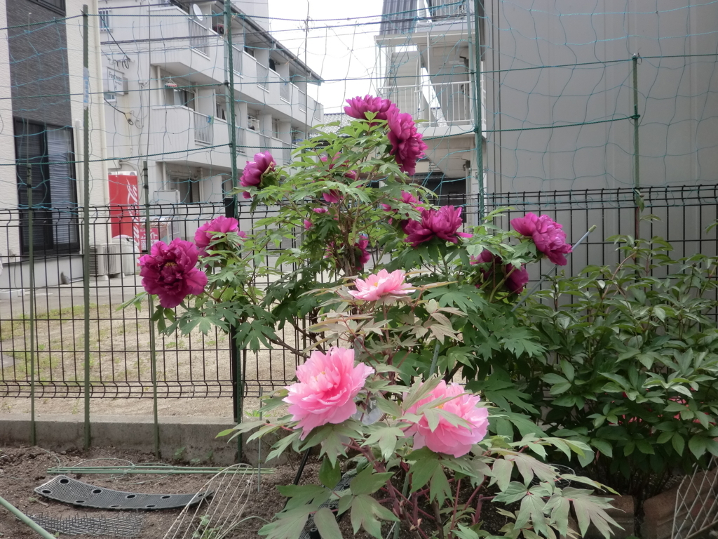 f:id:grk1:20180423223710j:plain f:id:grk1:20180423223710j:plain