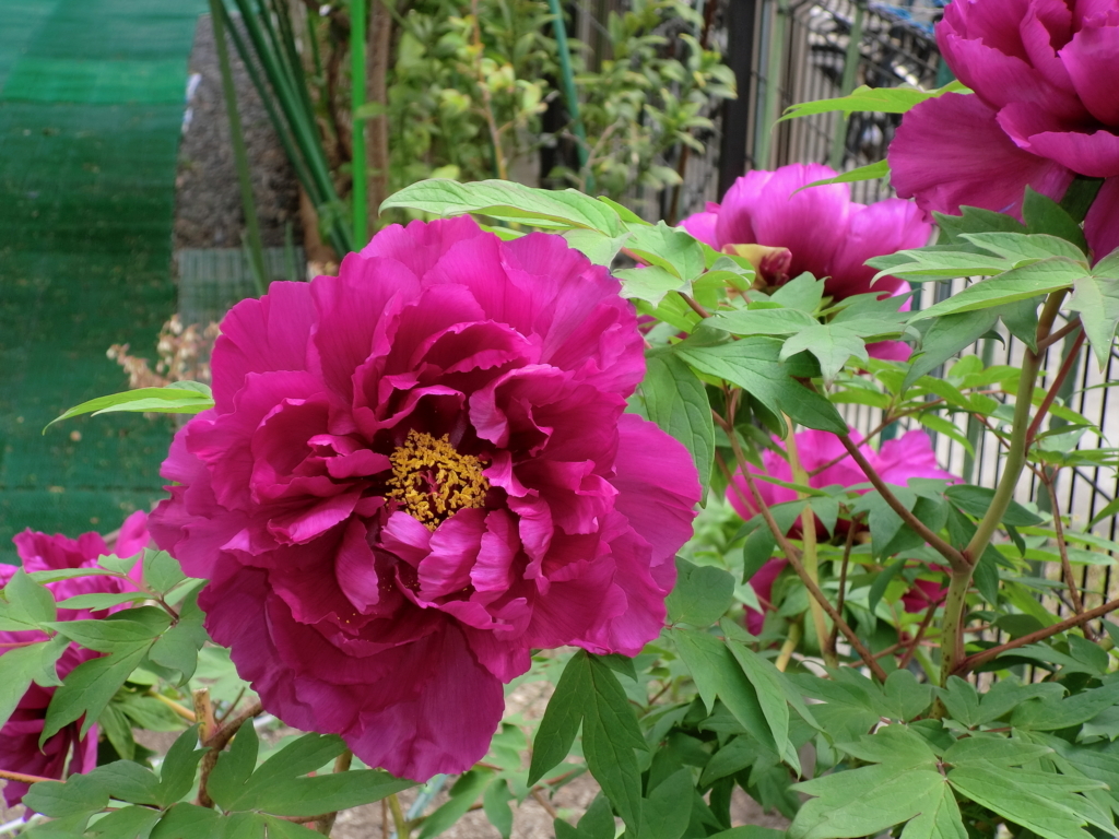 f:id:grk1:20180423230024j:plain f:id:grk1:20180423230024j:plain