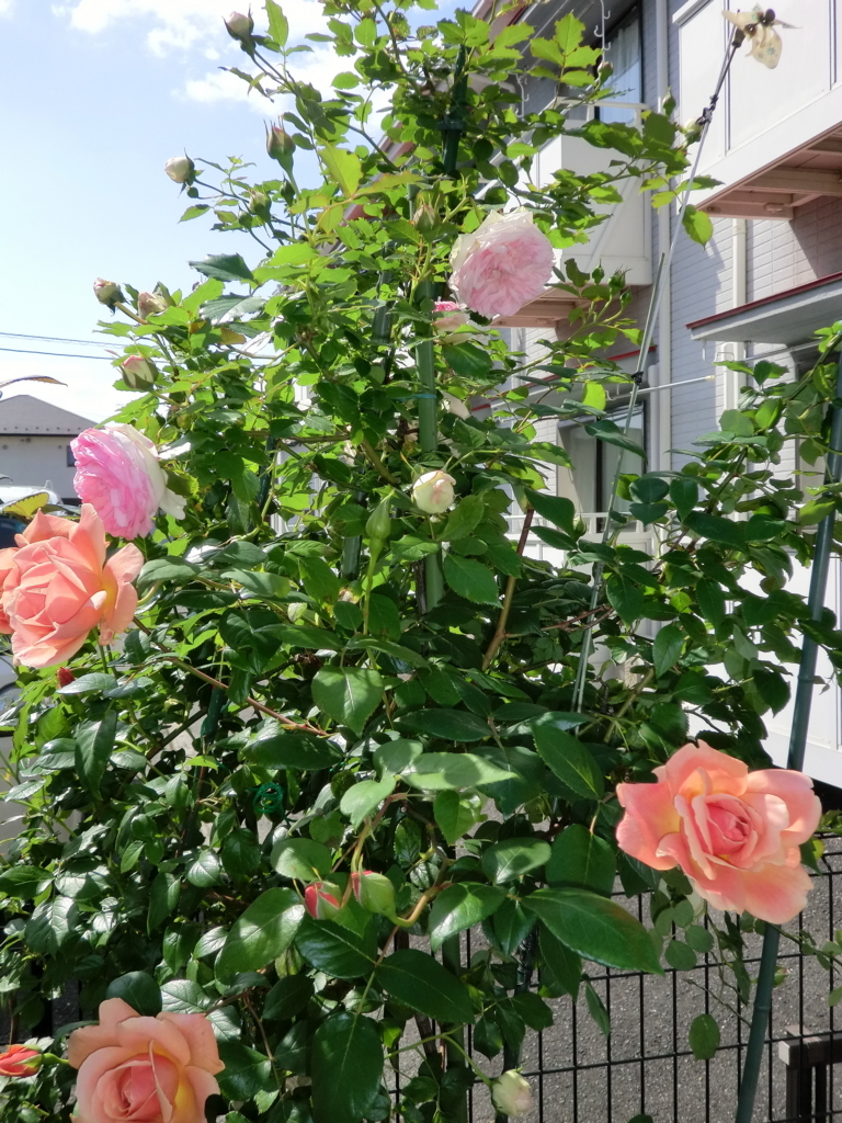 f:id:grk1:20180509221108j:plain