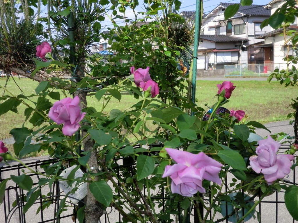 f:id:grk1:20180509224257j:plain