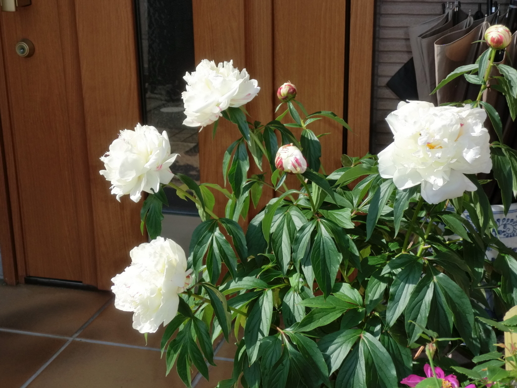 f:id:grk1:20180514114153j:plain f:id:grk1:20180514114153j:plain