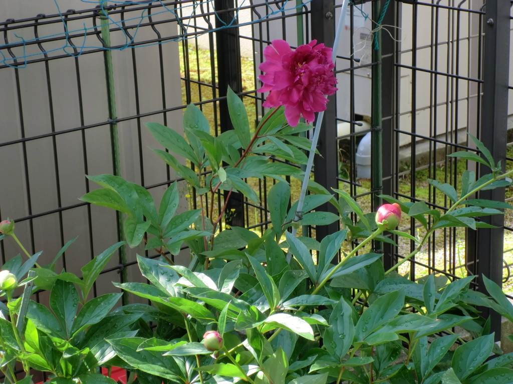 f:id:grk1:20180514115604j:plain f:id:grk1:20180514115604j:plain