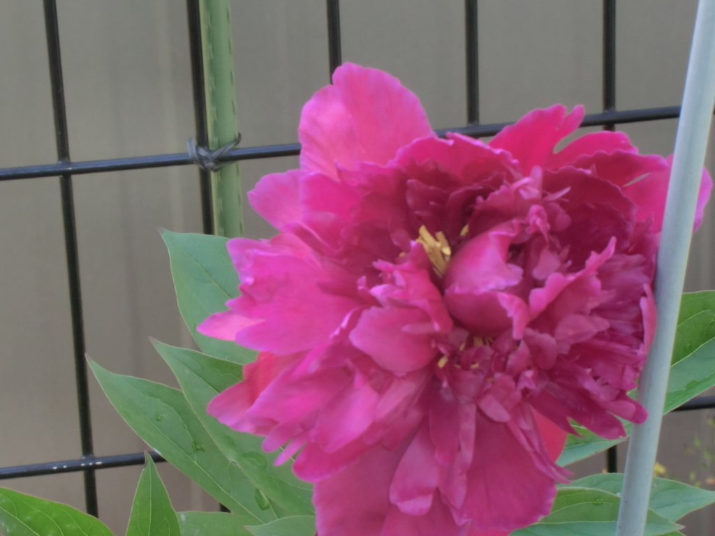 f:id:grk1:20180514115743j:plain f:id:grk1:20180514115743j:plain