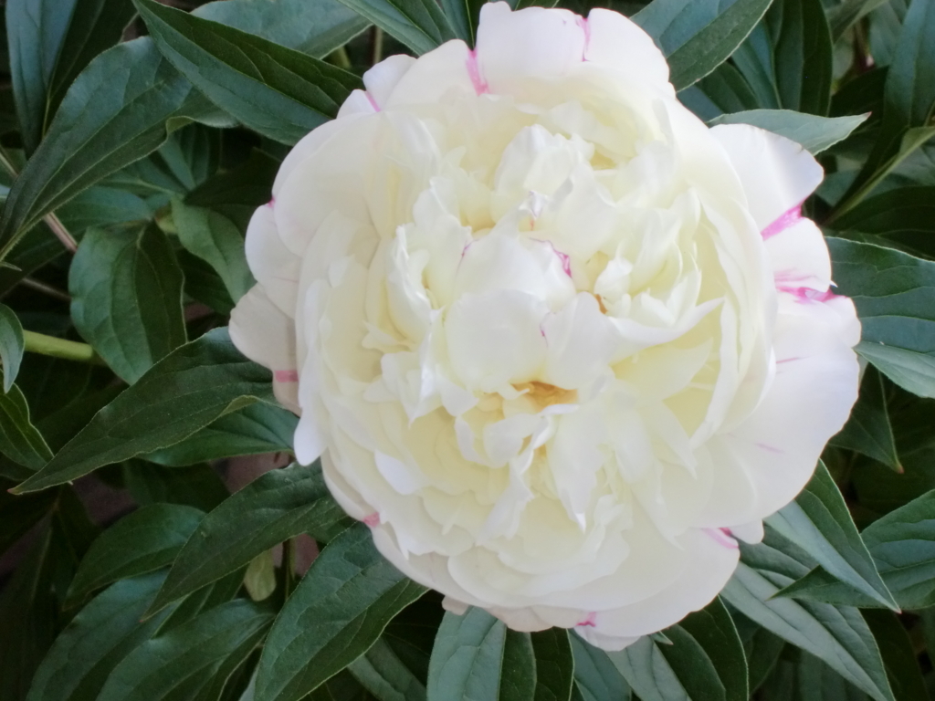 f:id:grk1:20180514115922j:plain f:id:grk1:20180514115922j:plain