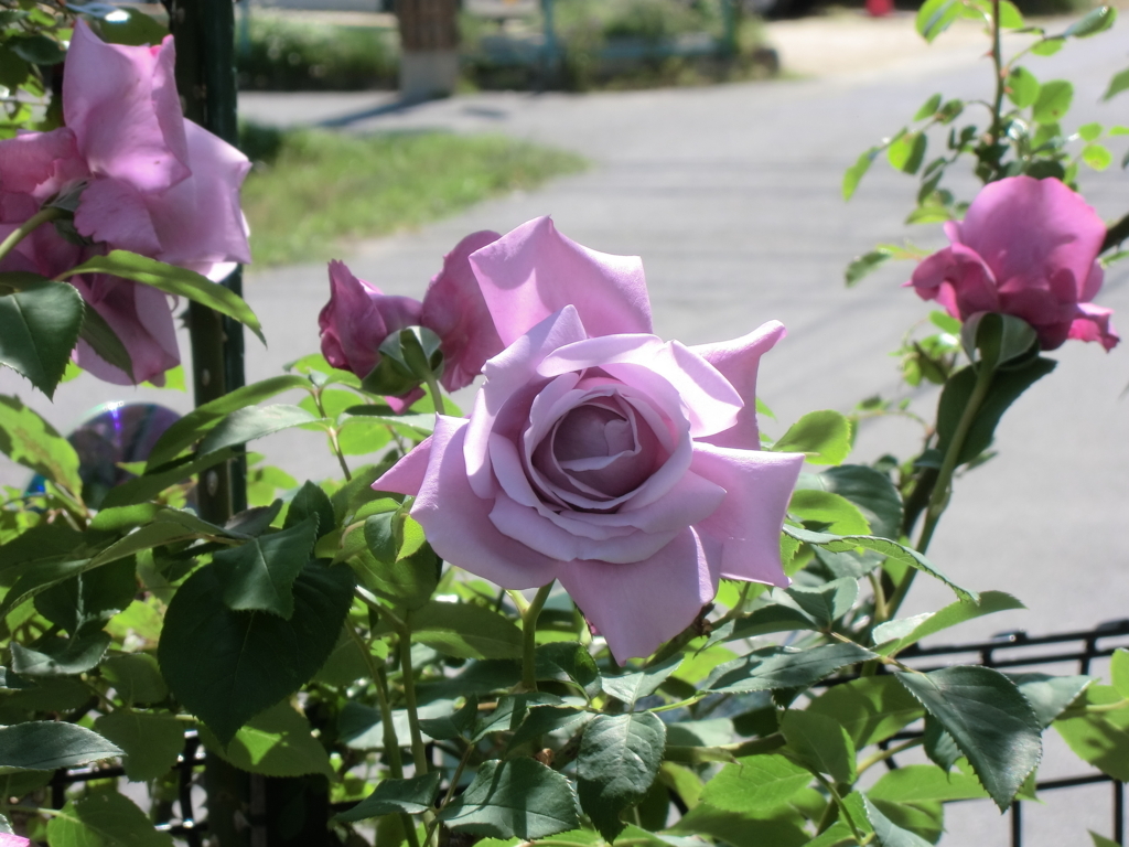 f:id:grk1:20180521184152j:plain