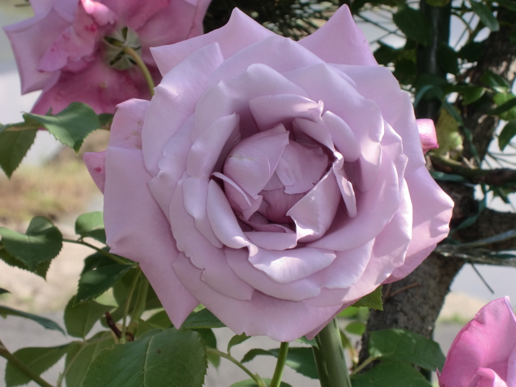 f:id:grk1:20180521184506j:plain