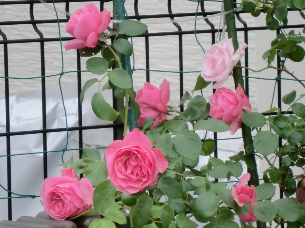 f:id:grk1:20180521194109j:plain