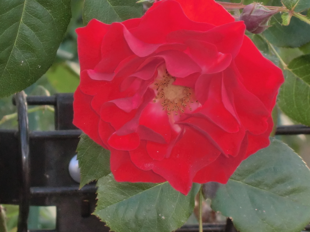 f:id:grk1:20180521194633j:plain