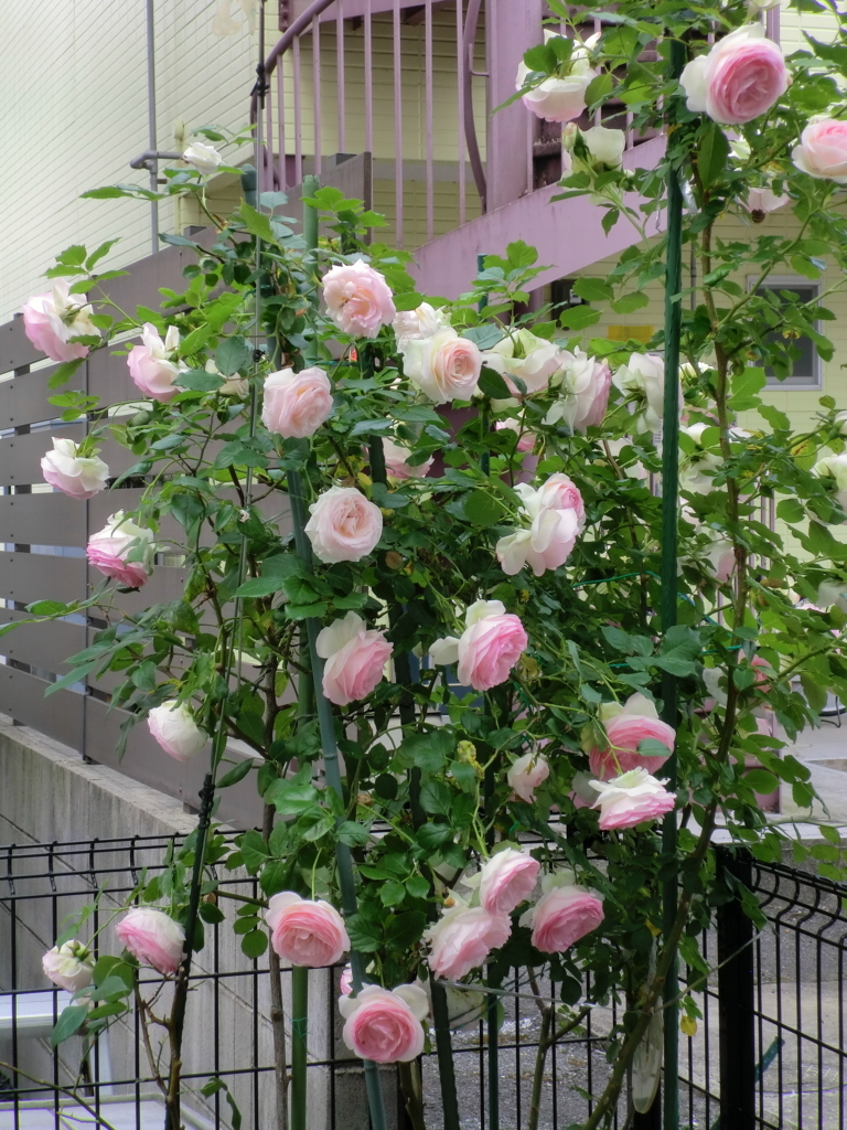 f:id:grk1:20180521194809j:plain