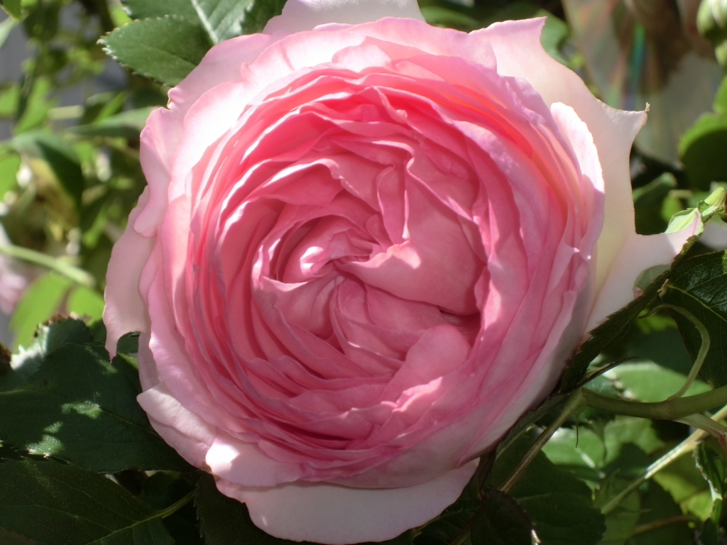 f:id:grk1:20180521194903j:plain