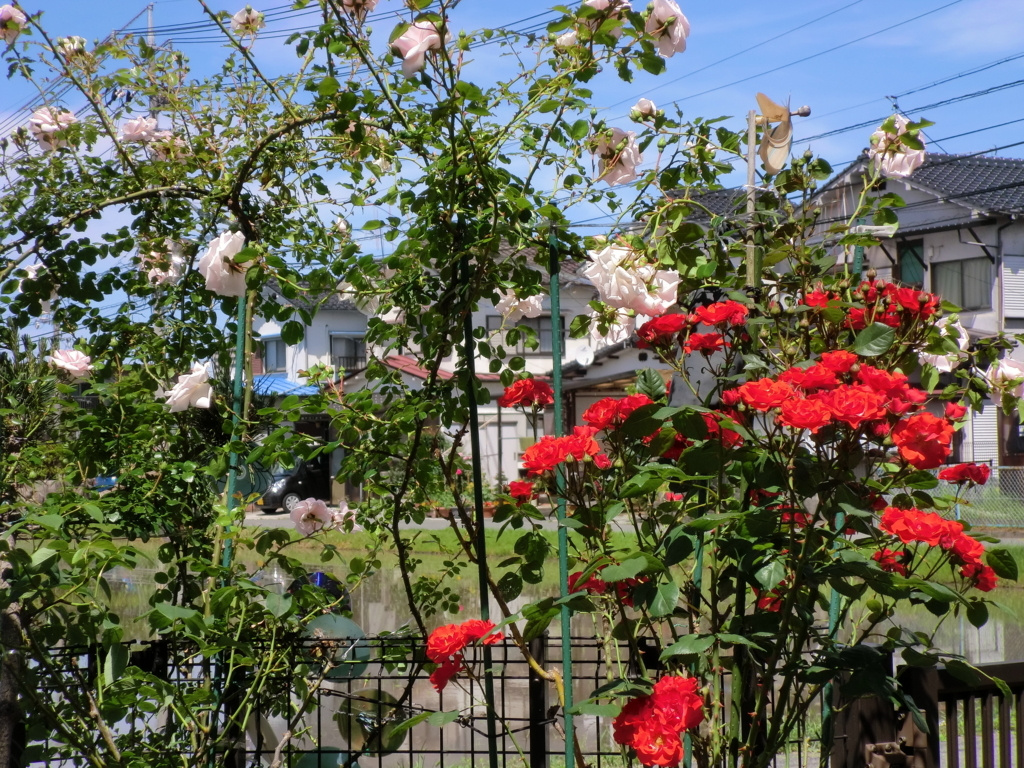 f:id:grk1:20180521204343j:plain