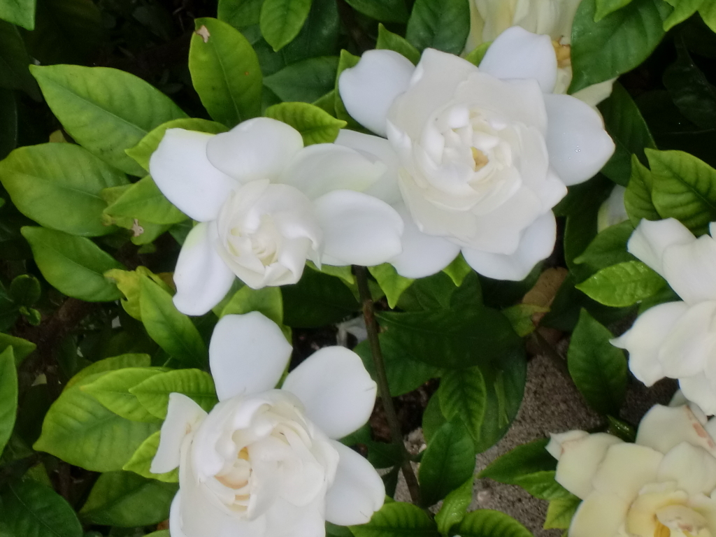 f:id:grk1:20180621191924j:plain