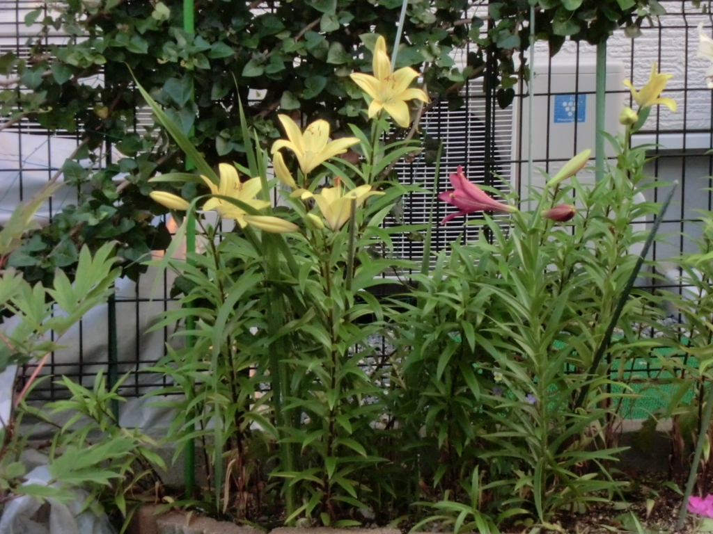 f:id:grk1:20180621192141j:plain