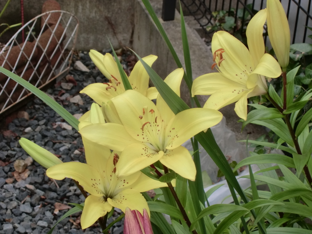 f:id:grk1:20180621192311j:plain