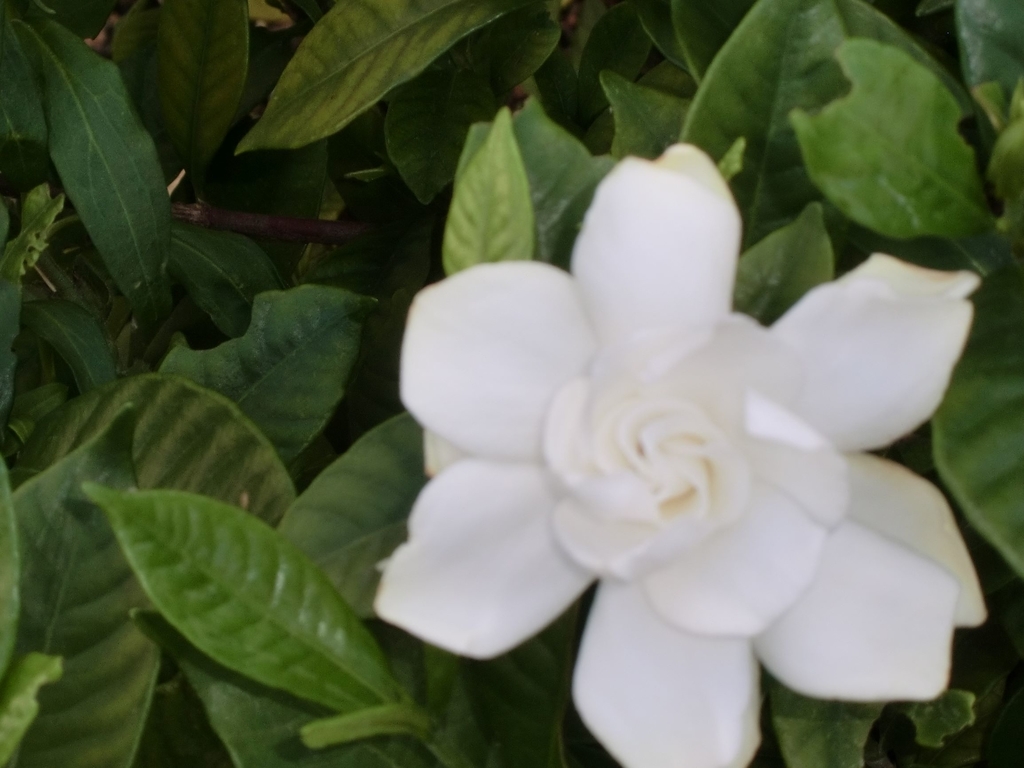 f:id:grk1:20180922215228j:plain f:id:grk1:20180922215228j:plain