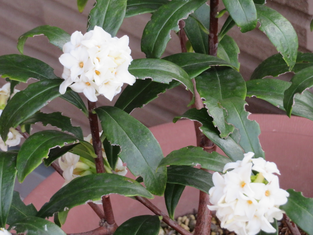 f:id:grk1:20190321201558j:plain f:id:grk1:20190321201558j:plain