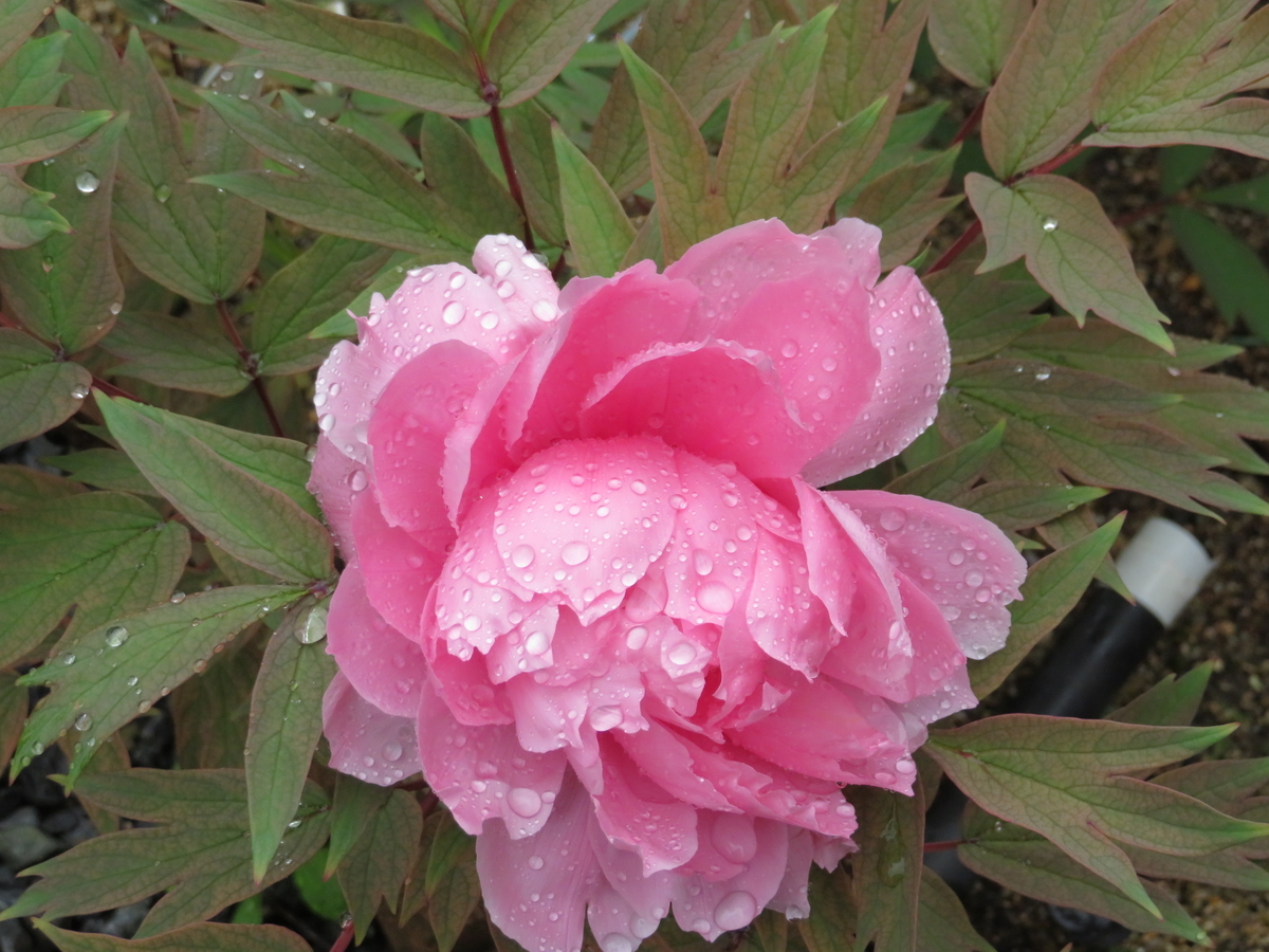 f:id:grk1:20190424171825j:plain f:id:grk1:20190424171825j:plain