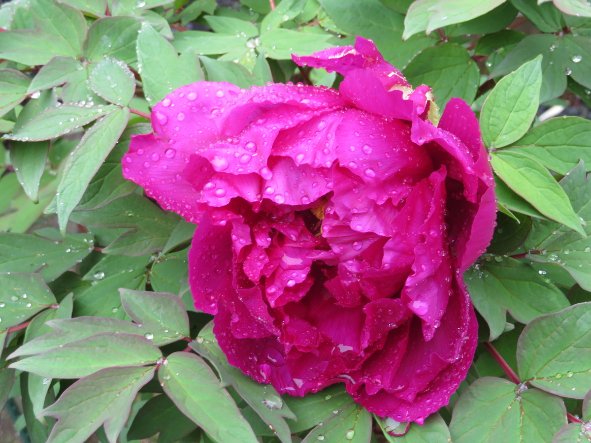 f:id:grk1:20190424171859j:plain f:id:grk1:20190424171859j:plain