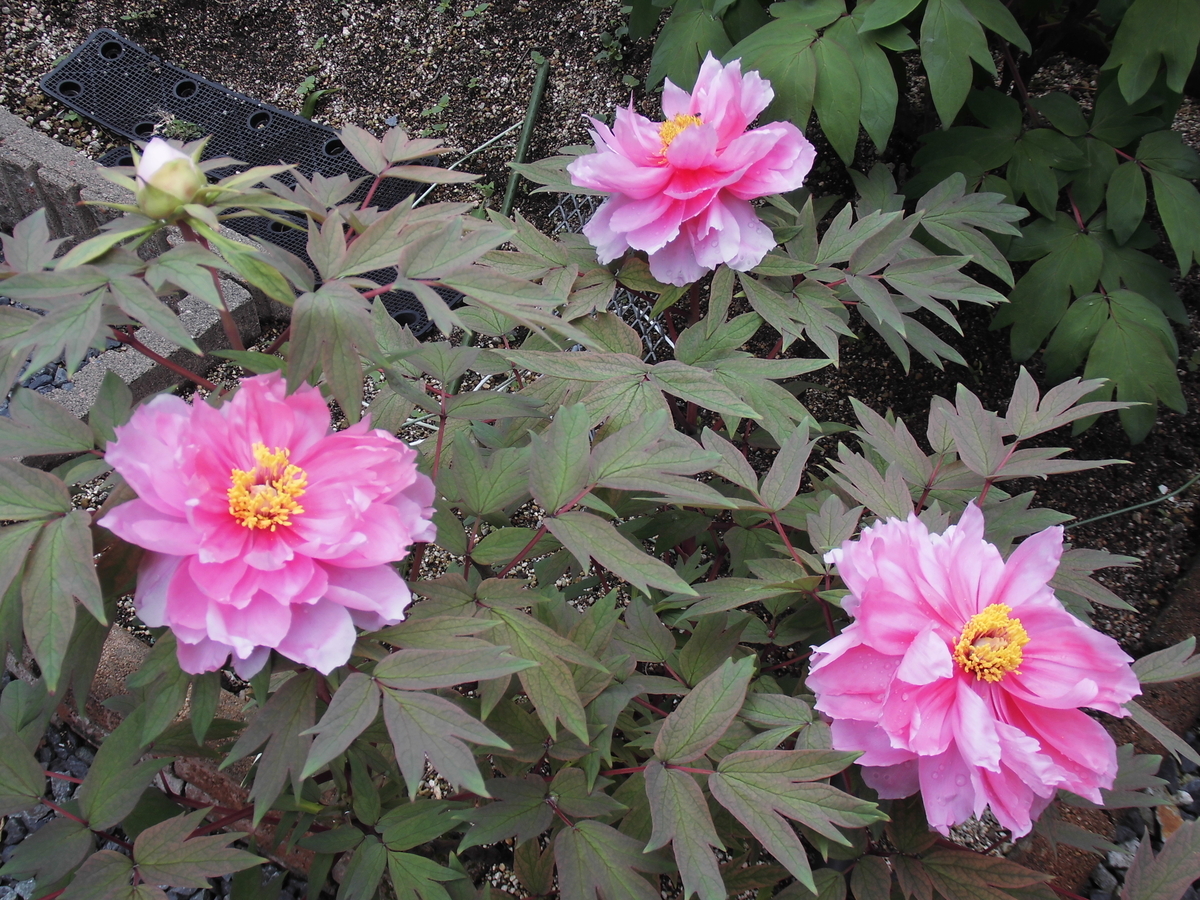 f:id:grk1:20190425211248j:plain f:id:grk1:20190425211248j:plain