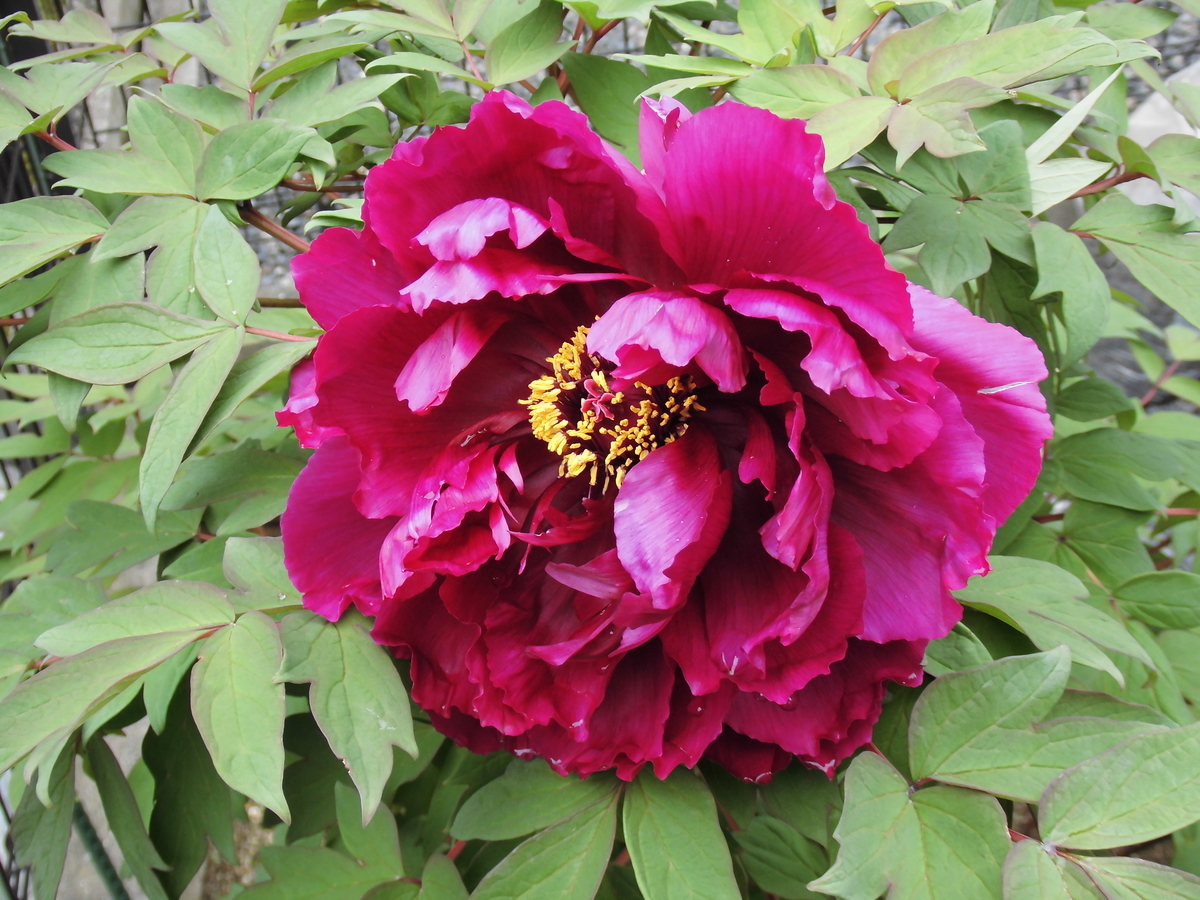 f:id:grk1:20190425211344j:plain f:id:grk1:20190425211344j:plain