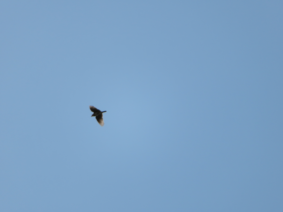 f:id:grk1:20190505191302j:plain f:id:grk1:20190505191302j:plain