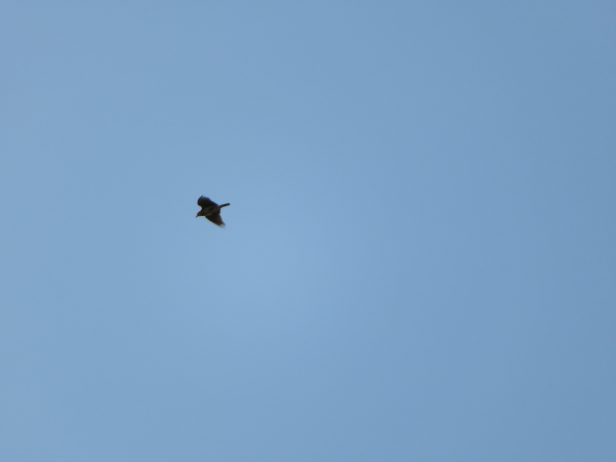 f:id:grk1:20190505191511j:plain f:id:grk1:20190505191511j:plain