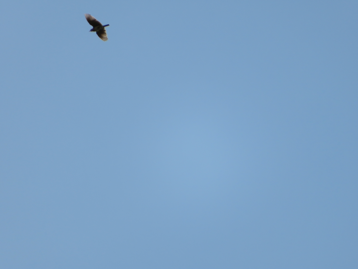 f:id:grk1:20190505191722j:plain f:id:grk1:20190505191722j:plain