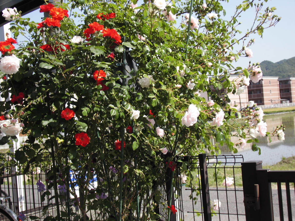 f:id:grk1:20190522122946j:plain f:id:grk1:20190522122946j:plain