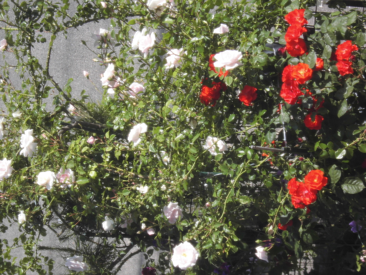 f:id:grk1:20190522123300j:plain f:id:grk1:20190522123300j:plain