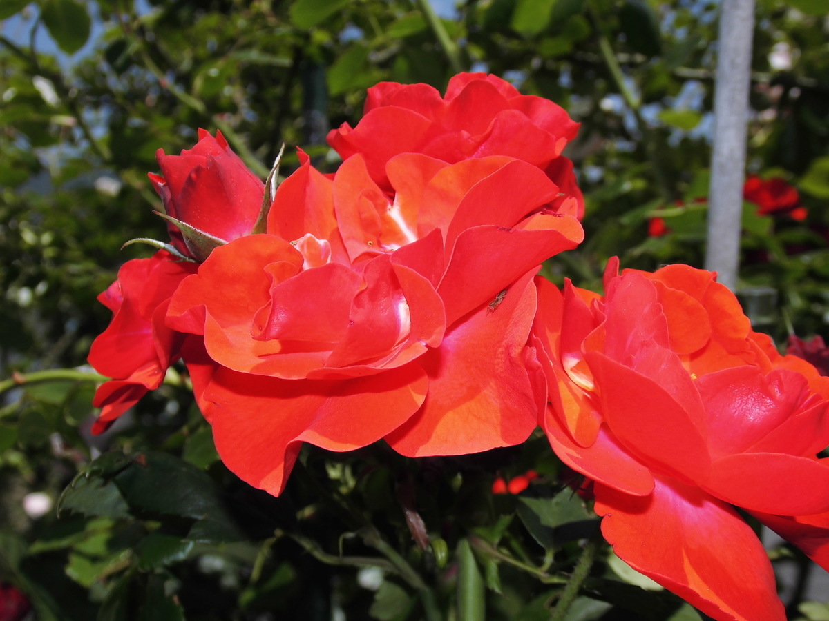 f:id:grk1:20190522123330j:plain f:id:grk1:20190522123330j:plain