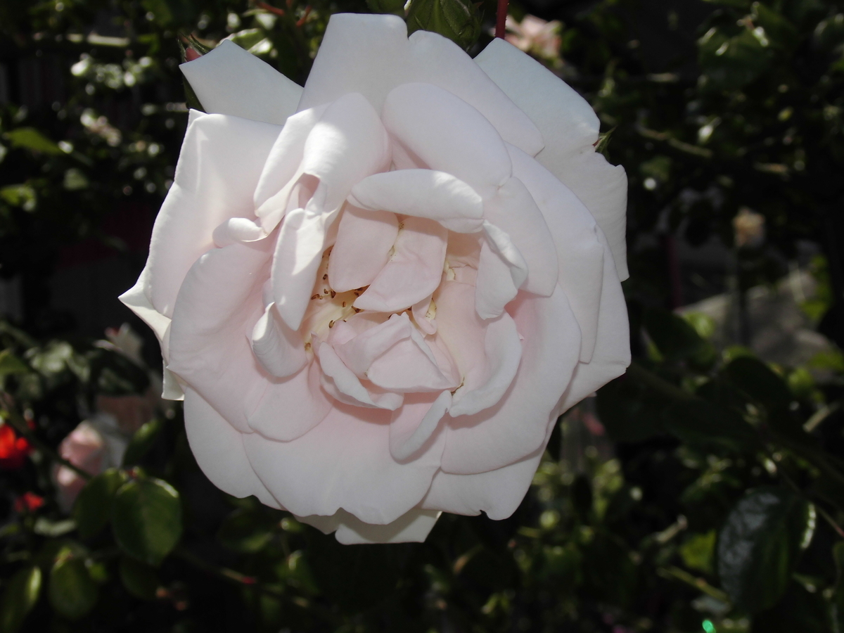 f:id:grk1:20190522123403j:plain f:id:grk1:20190522123403j:plain