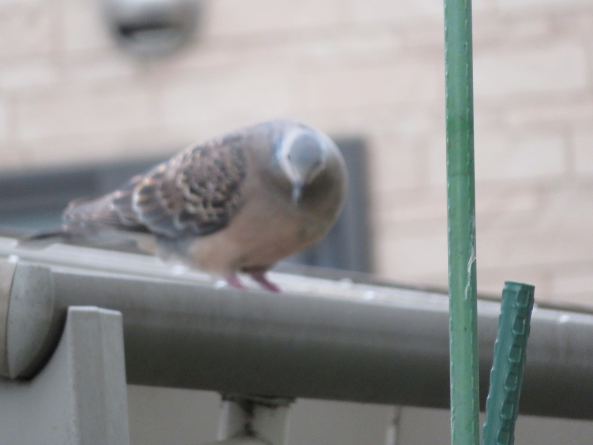 f:id:grk1:20190602185411j:plain