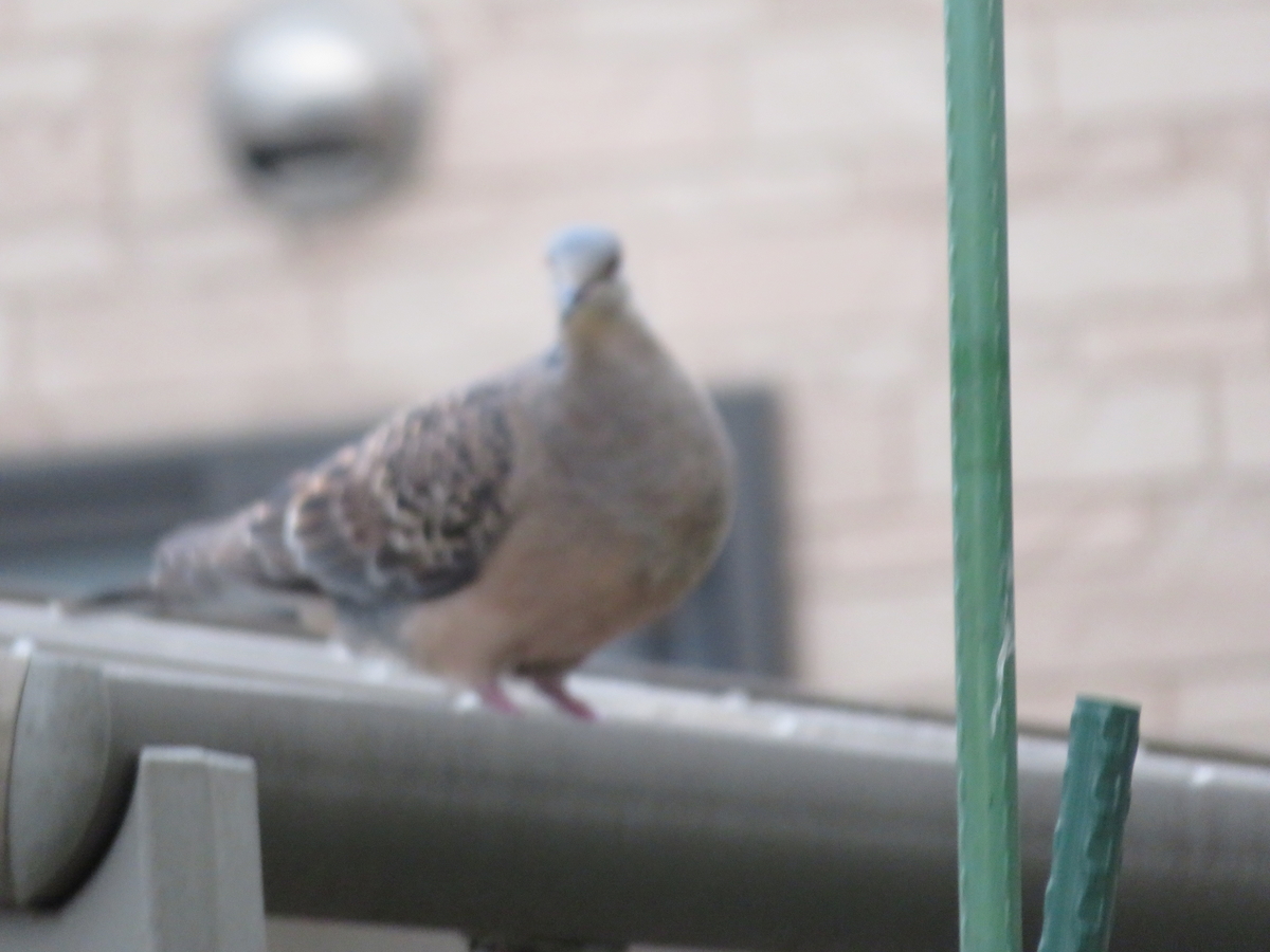 f:id:grk1:20190602185454j:plain