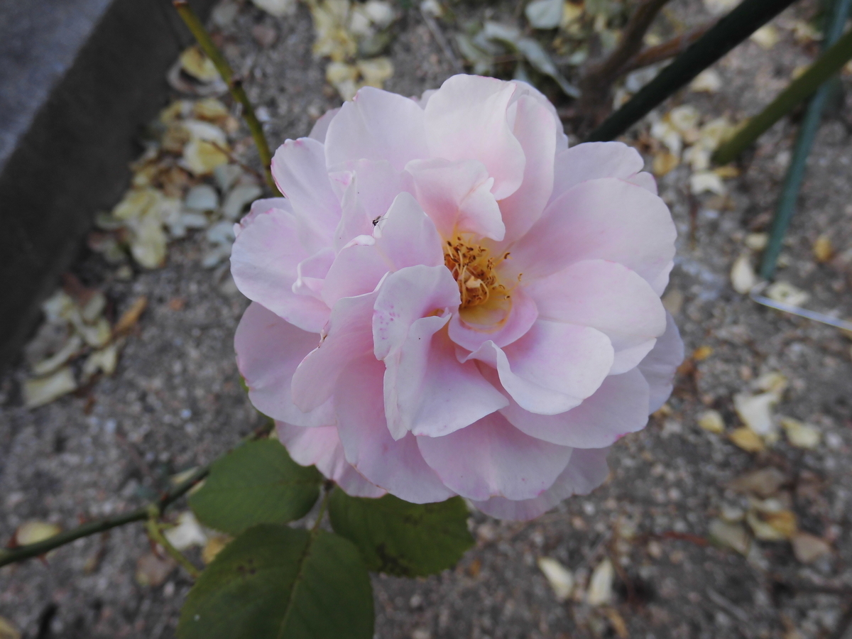 f:id:grk1:20190606195608j:plain f:id:grk1:20190606195608j:plain