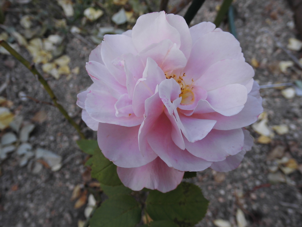 f:id:grk1:20190606195640j:plain f:id:grk1:20190606195640j:plain