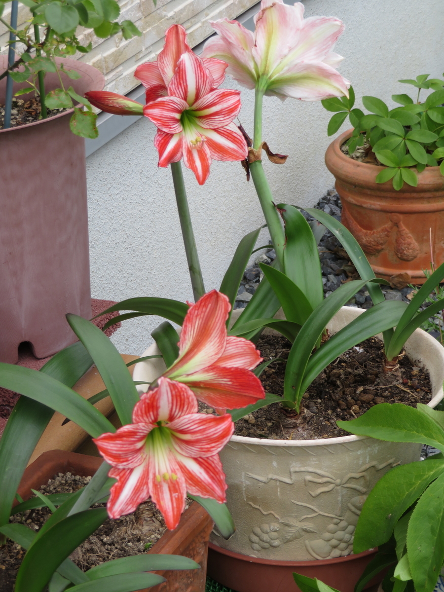 f:id:grk1:20190612155612j:plain