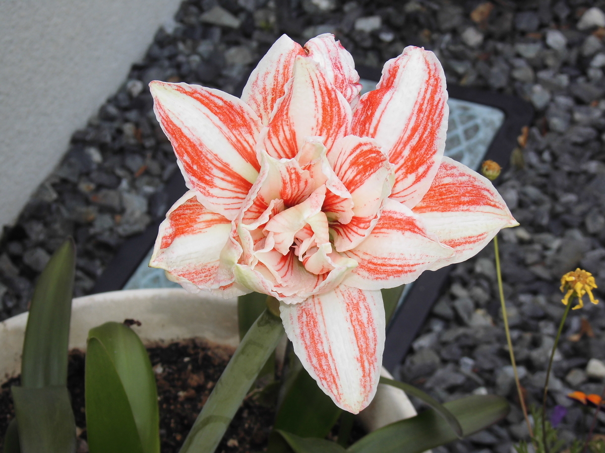 f:id:grk1:20190612160259j:plain