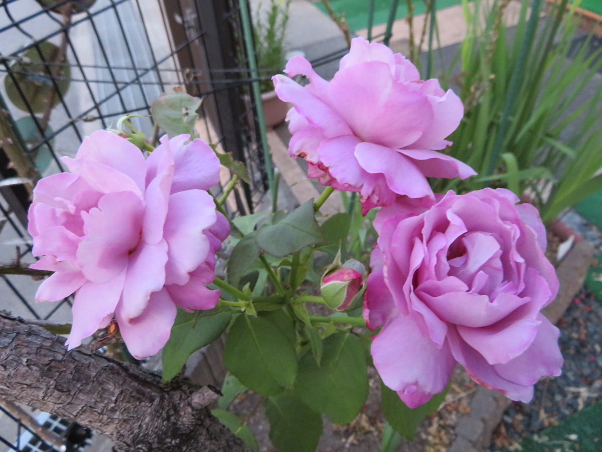 f:id:grk1:20190613204852j:plain f:id:grk1:20190613204852j:plain