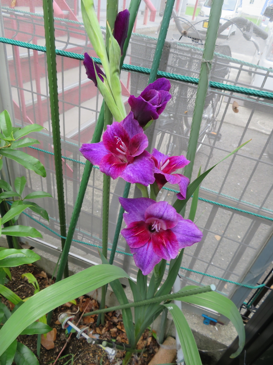 f:id:grk1:20190701182945j:plain f:id:grk1:20190701182945j:plain