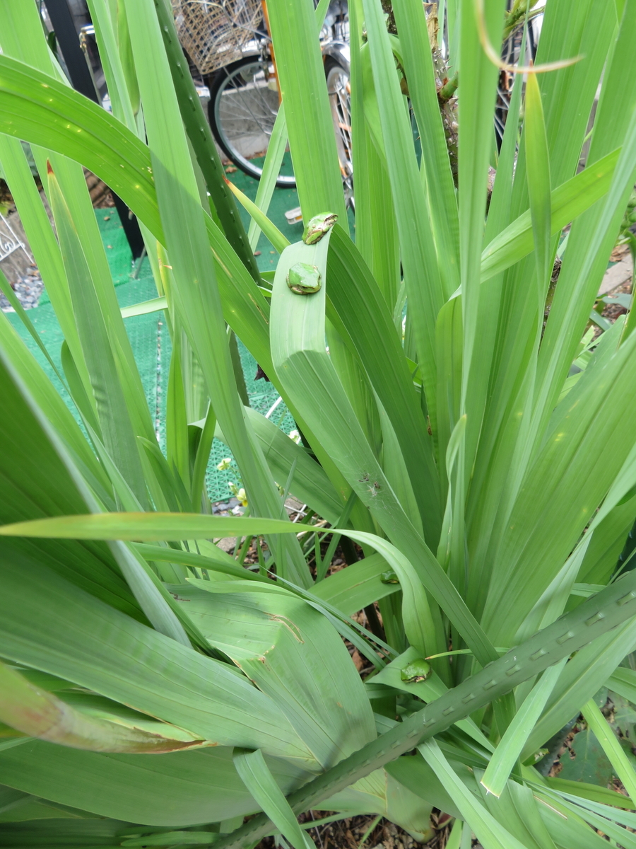 f:id:grk1:20190701183058j:plain f:id:grk1:20190701183058j:plain