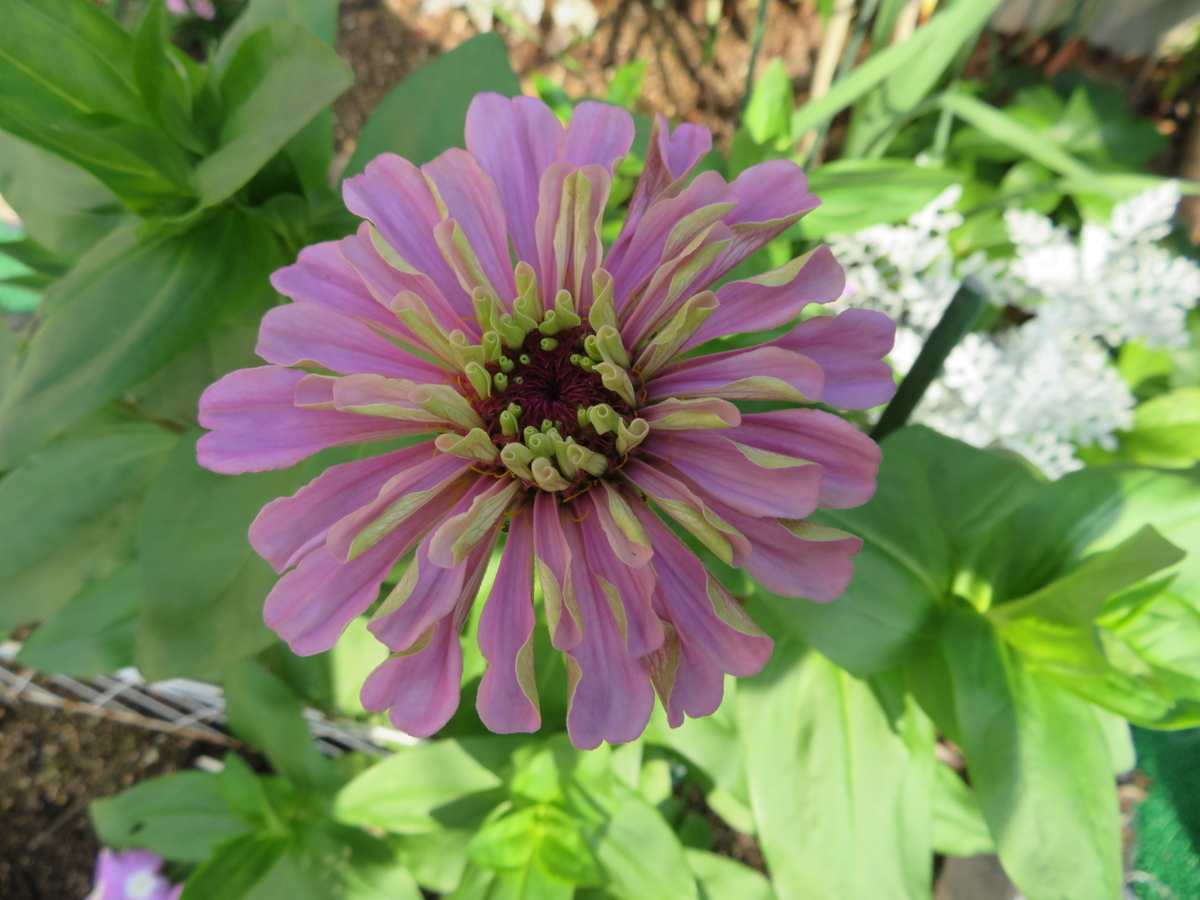 f:id:grk1:20190716142744j:plain f:id:grk1:20190716142744j:plain