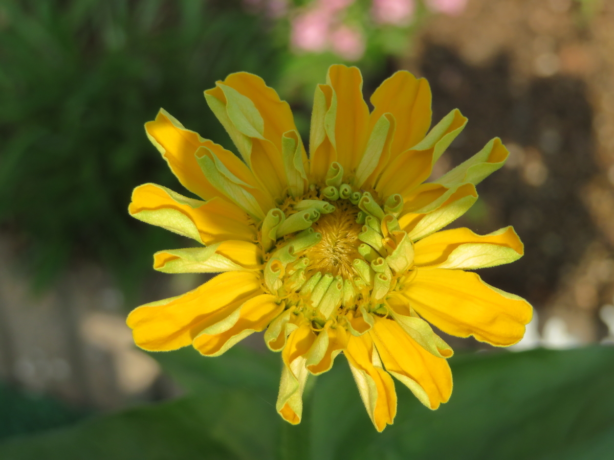 f:id:grk1:20190716142821j:plain f:id:grk1:20190716142821j:plain