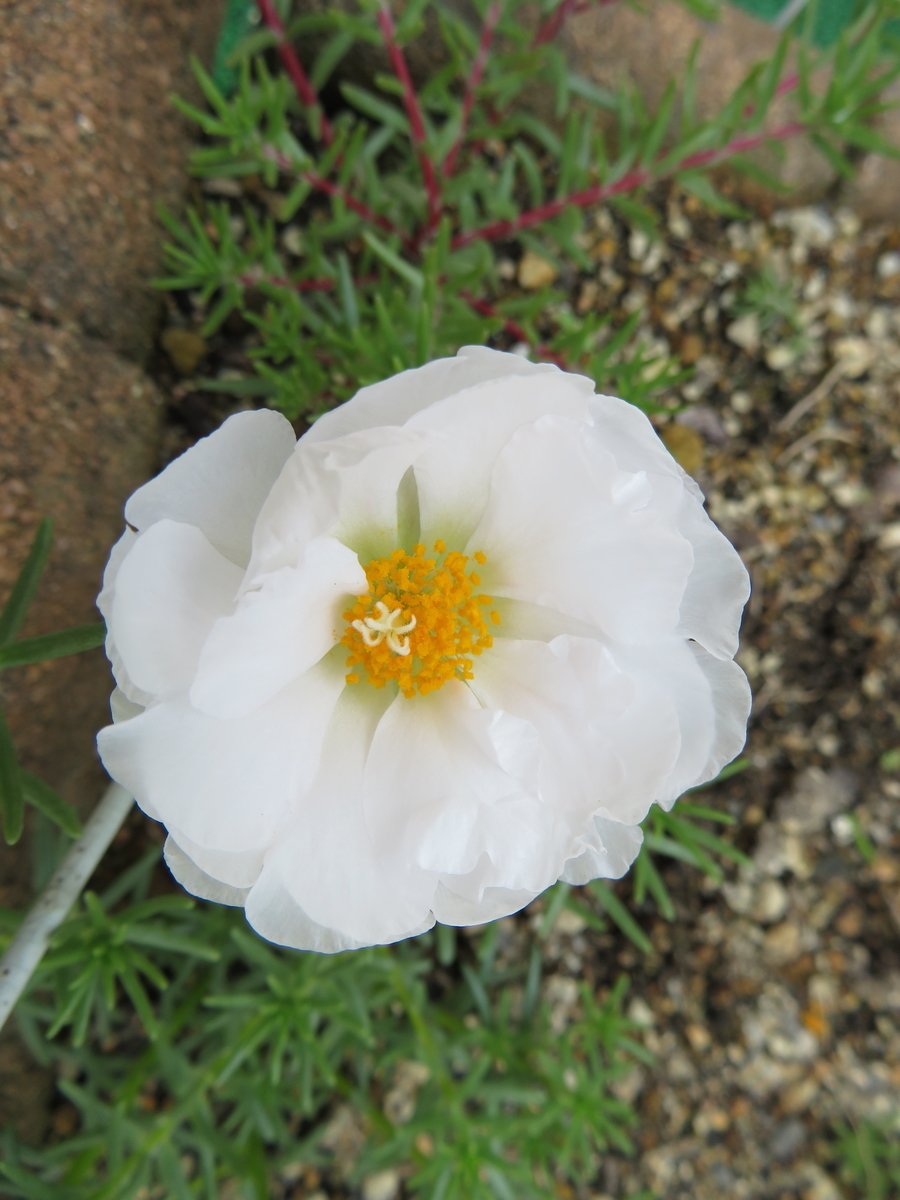 f:id:grk1:20190716142906j:plain f:id:grk1:20190716142906j:plain