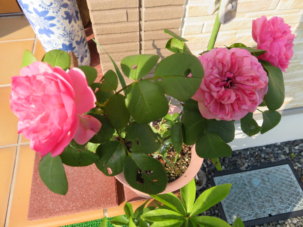 f:id:grk1:20190716145454j:plain f:id:grk1:20190716145454j:plain