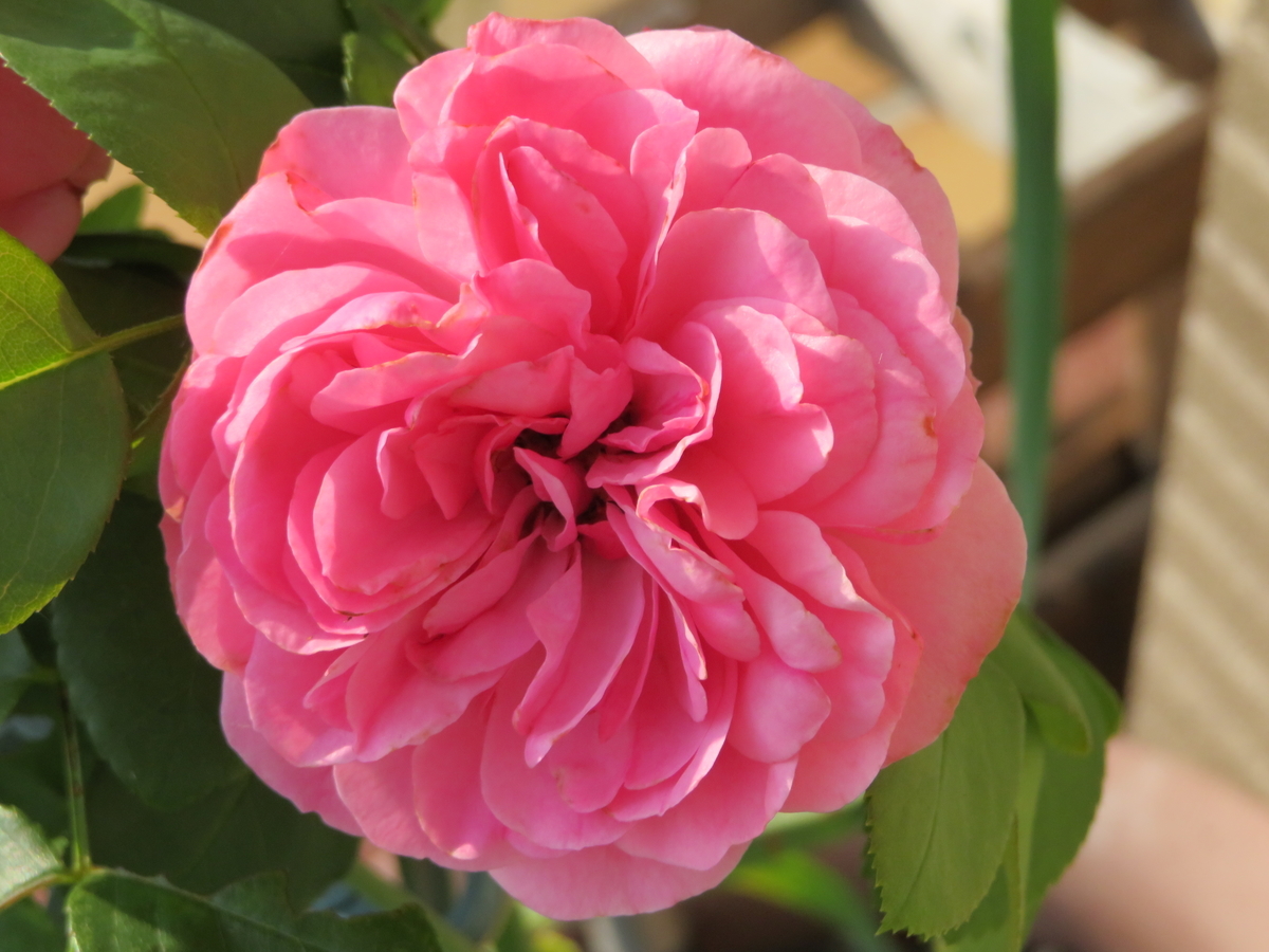 f:id:grk1:20190716145540j:plain f:id:grk1:20190716145540j:plain