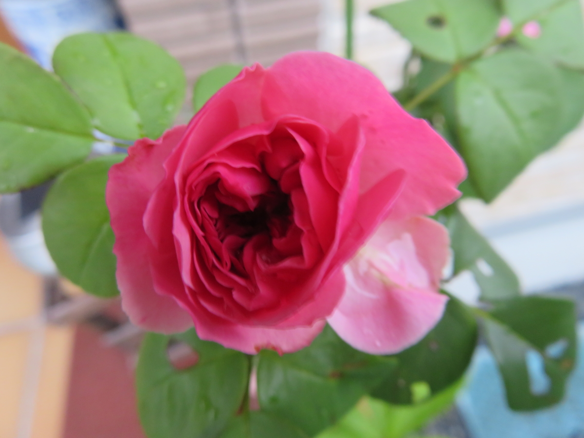 f:id:grk1:20190716145714j:plain f:id:grk1:20190716145714j:plain