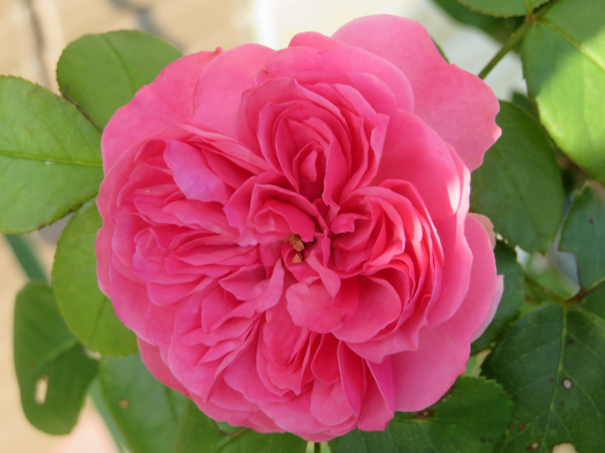 f:id:grk1:20190716145755j:plain f:id:grk1:20190716145755j:plain
