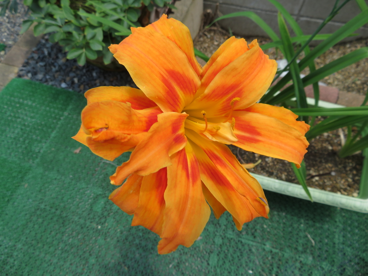 f:id:grk1:20190716152606j:plain