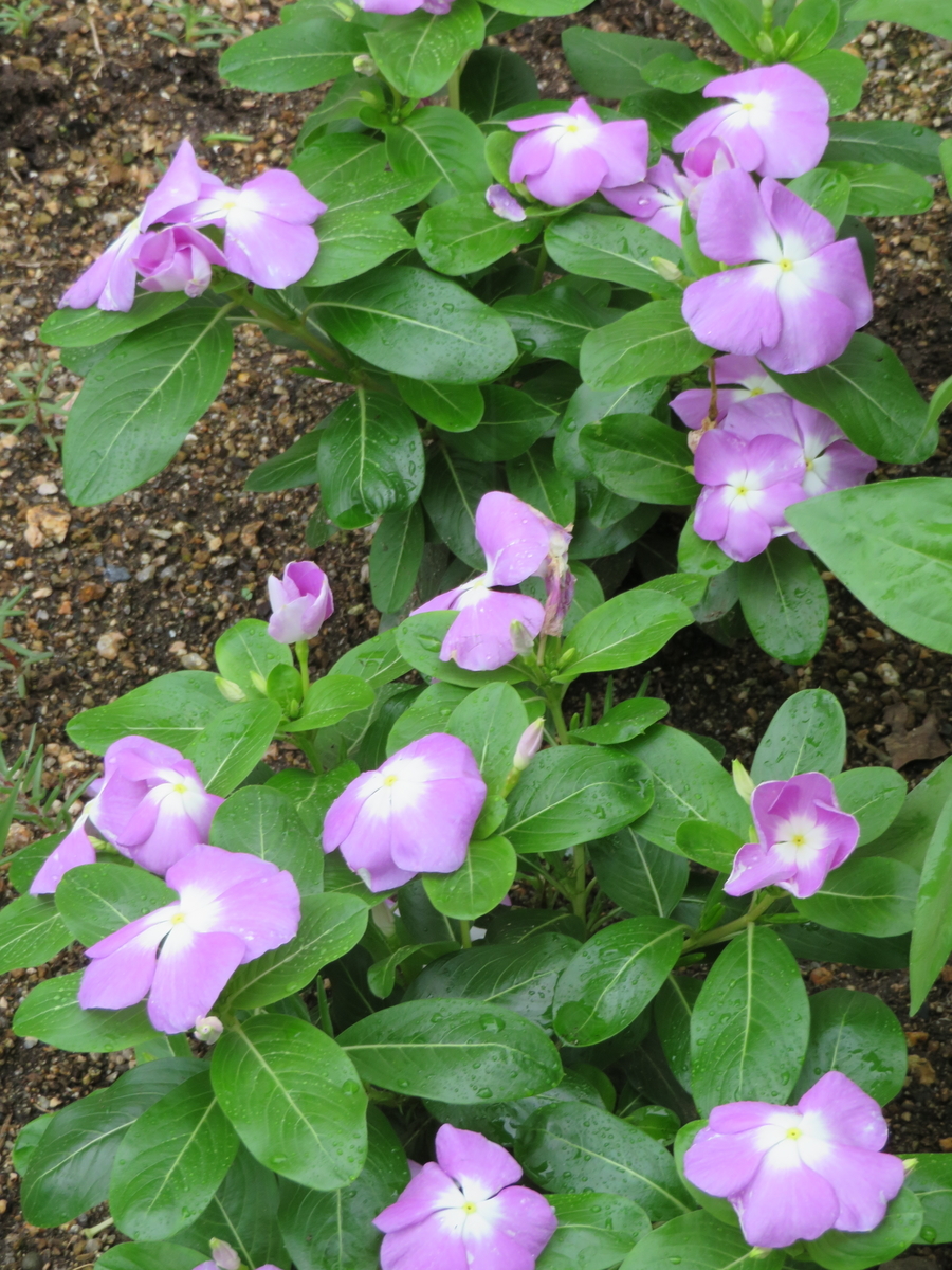f:id:grk1:20190716160720j:plain f:id:grk1:20190716160720j:plain